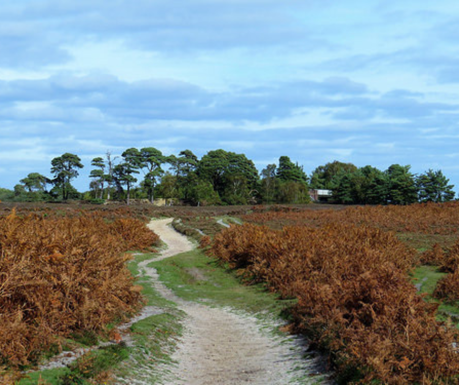 New Forest common land